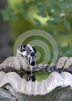 Hairy Woodpecker (Picoides villosus)