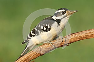 Hairy Woodpecker (Picoides villosus) photo