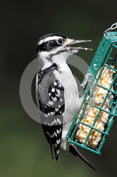 Hairy Woodpecker (Picoides villosus) photo