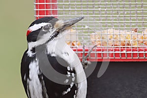 Hairy Woodpecker Picoides villosus photo