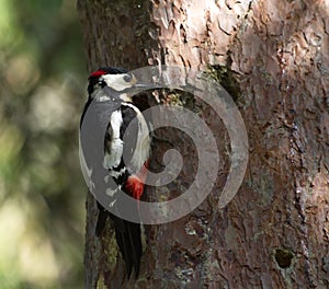 Hairy woodpecker, picoides villosus next to its