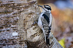 Hairy woodpecker (picoides villosus) on a tree