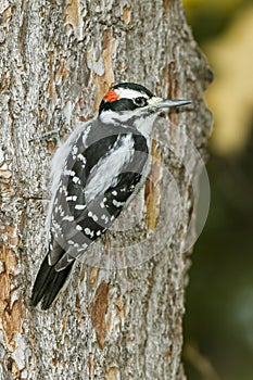 Hairy Woodpecker on a Red Pine