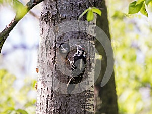 Hairy woodpecker seen in vertical profile griping a tree trunk next to its nest, with female peeking from the hole