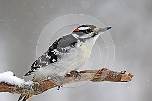 Hairy Woodpecker in Snow