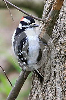 Hairy Woodpecker in a tree