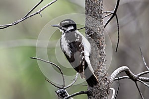 Hairy woodpecker in a tree.