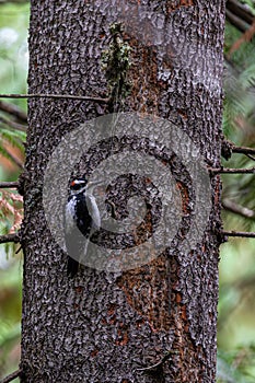 Hairy Woodpecker on a Tree