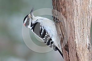 Hairy Woodpecker on a Tree