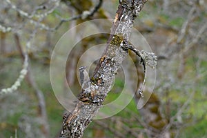 Hairy Woodpecker on tree branch