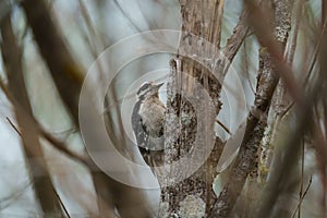 Hairy Woodpecker on tree branch