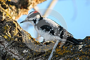 Hairy Woodpecker