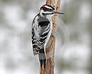 Hairy Woodpecker in Winter