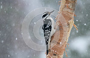 Hairy Woodpecker in Winter Storm Eating Bark Butter