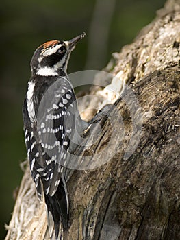 Hairy woodpecker wood