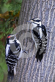 Hairy Woodpeckers- Male and Female