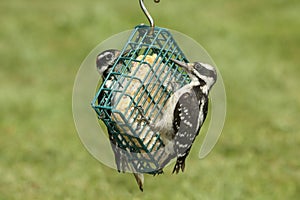 Hairy Woodpeckers (Picoides villosus) photo