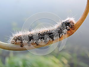 Hairy Worm