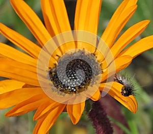 Hairy worm on a orange daisy