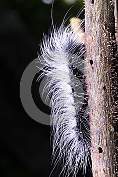 A hairy worm walking up on the old bark tree