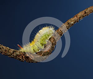 Hairy yellow caterpillar on branch