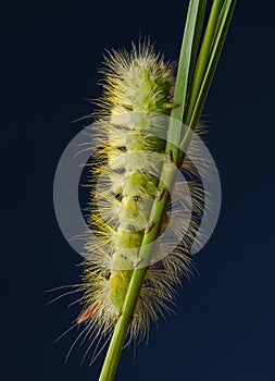 Hairy yellow caterpillar on grass