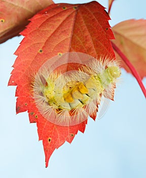 Hairy yellow caterpillar on red leaves