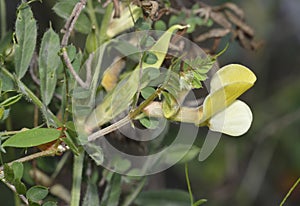 Hairy Yellow Vetch