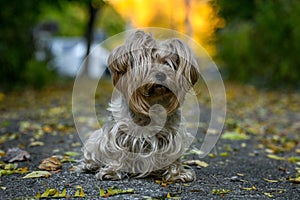 Hairy Yorkshire terrier walking in Buttonwood park, Perrysburg, Ohio