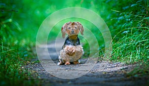 Hairy Yorkshire terrier walking in Buttonwood park, Perrysburg, Ohio