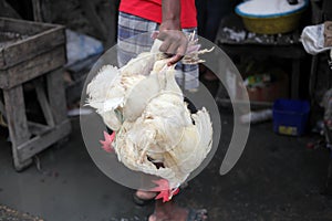 Haiti chicken