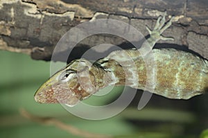 Haitian giant anole3