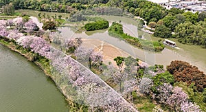 The Haizhu National Wetland Park & Chinese redbud