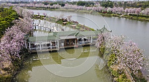 The Haizhu National Wetland Park & Chinese redbud