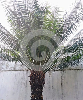 The Haji Fern tree has a fairly tall tree trunk against the background of the house wall.