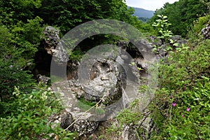 Hajokh Gorge, very narrow and deep canyon with overgrown slopes. Republic Adygea.