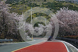 Hakdong road cherry blossoms in Geoje, Korea