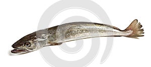 Hake fish isolated