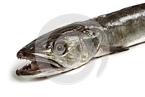 Hake fish isolated