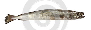 Hake fish isolated