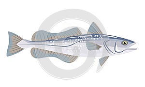 Hake fish on white background, seafood