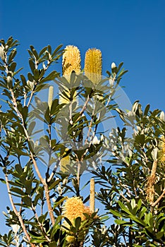 Hakea