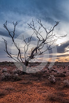 A Hakea tree stands alone in the Australian outback during sunset. Pilbara