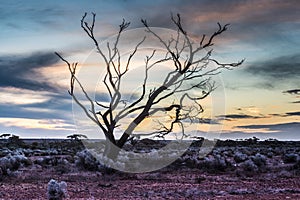 A Hakea tree stands alone in the Australian outback during sunset. Pilbara