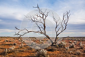 A Hakea tree stands alone in the Australian outback during sunset. Pilbara