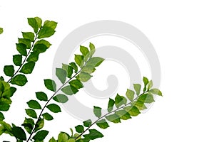 Hakka tea plant leaves with branches on white isolated background for green foliage backdrop