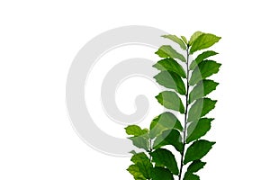 Hakka tea plant with leaves branches on white isolated background for green foliage backdrop