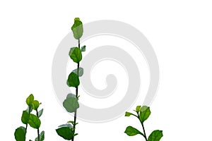 Hakka tea plant leaves with branches on white isolated background for green foliage backdrop