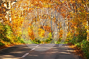 Hakkoda gold line the highway road number 109 in Aomori Prefecture during the fall trees along the road will gradually change the