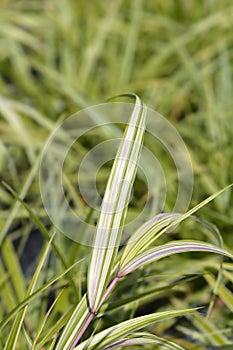 Hakone grass Aureola